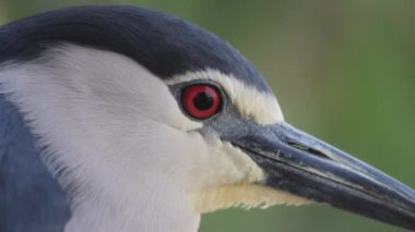 Siyah taçlı Gece Balıkçısı Nycticorax nycticorax yakın plan
