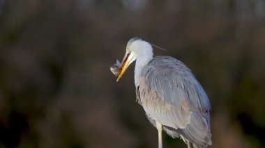 Gri balıkçıl Ardea Cinerea Gölün sığ sularında balık tutuyor