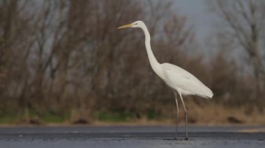 Beyaz Akbalıkçıl Egretta alba sığ suda bekliyor.