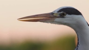 Gri Heron Ardea Cinerea Bekleme, Yakın Çekim Görüntü
