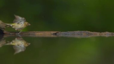 Fringilla Coelebs Banyo Yapıyor