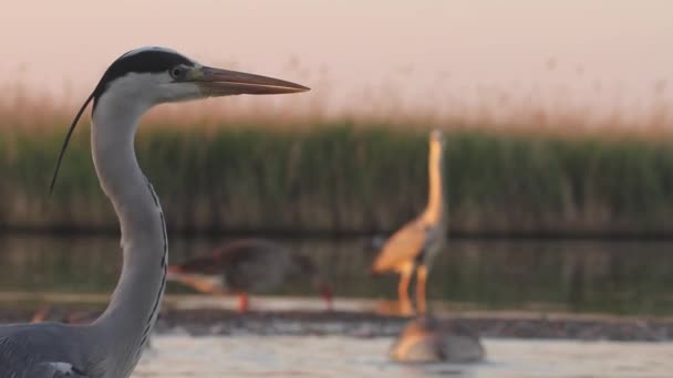 Airone Grigio Ardea Cinerea Attesa Avvicinamento — Video Stock