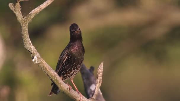 Κοινό Μαύρο Πουλί Turdus Merula Κάθεται Ένα Κλαδί Δέντρου — Αρχείο Βίντεο