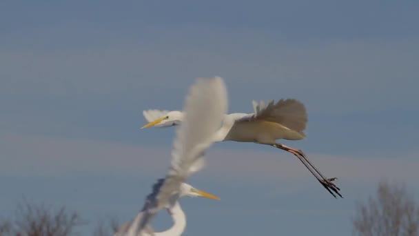 White Egret Egretta Alba Voa Sobre Lago Pantanoso — Vídeo de Stock