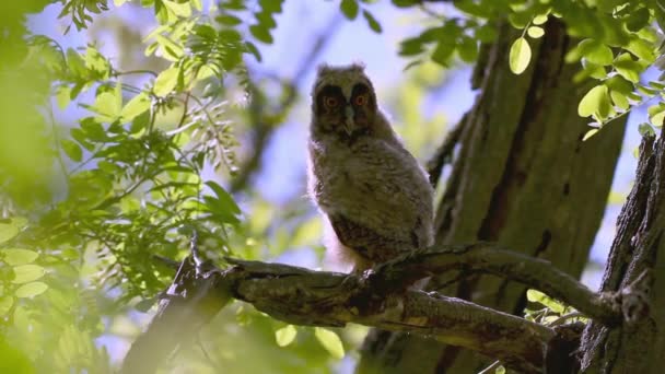 Coruja Orelhas Compridas Asio Otus Baby Bird Floresta Verão Ramo — Vídeo de Stock