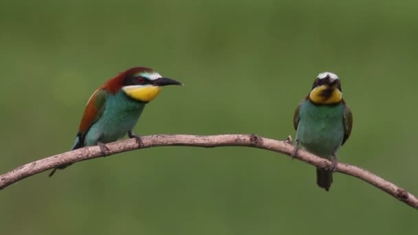 Europese Bijeneter Merops Apiaster Vogels Zitten Een Tak Voeden Zich — Stockvideo