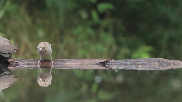 Common Chafinch Fringilla Coelebs Drinking Close — Stock video