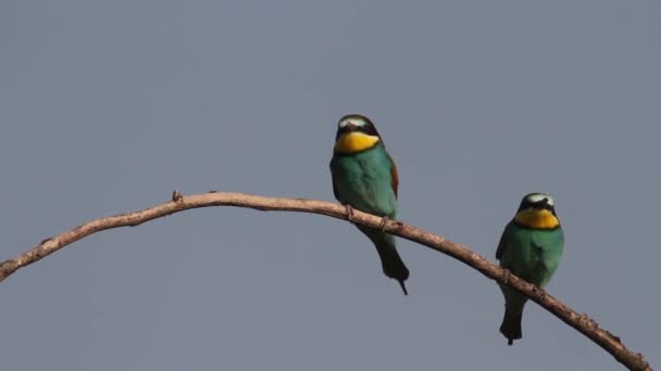 Europese Bijeneter Merops Apiaster Zittend Een Boomtak — Stockvideo