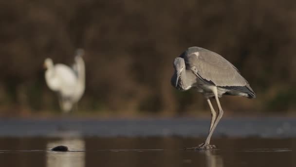 Grey Herons Ardea Cinerea Ψάρεμα Στη Λίμνη — Αρχείο Βίντεο