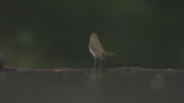 Merle Européen Erithacus Rubecula Sous Pluie Estivale Ralenti — Video