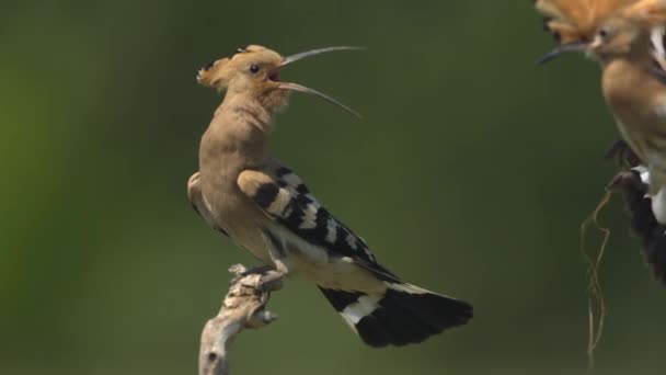 Eurasian Hoopoe Upupa Epops Tari Pernikahan Gerakan Lambat — Stok Video