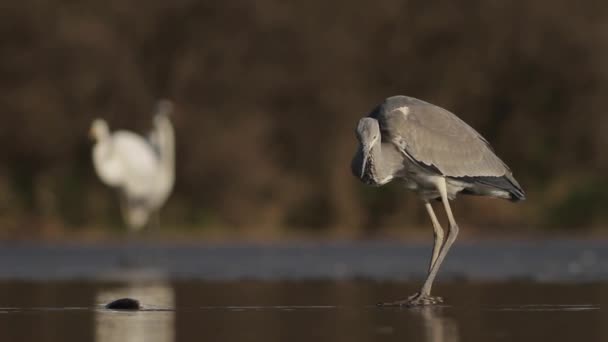 Grey Herons Ardea Cinerea Fiske Sjön — Stockvideo