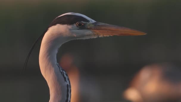 Gray Volavka Ardea Cinerea Čeká Close — Stock video