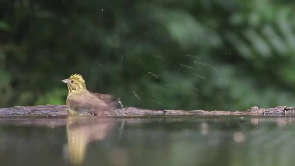 Yellowhammer Emberiza Citrinella Baigner Dans Lac Forestier Gros Plan — Video