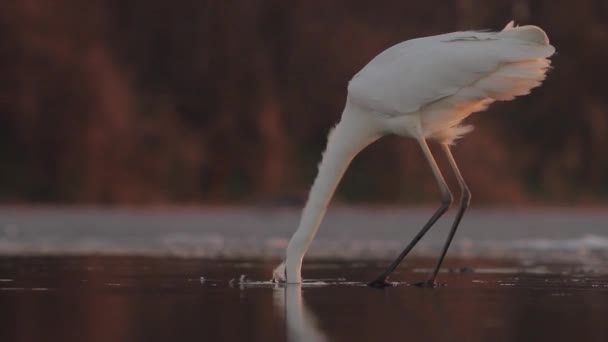 White Egret Egretta Alba Rybaření Close Image — Stock video