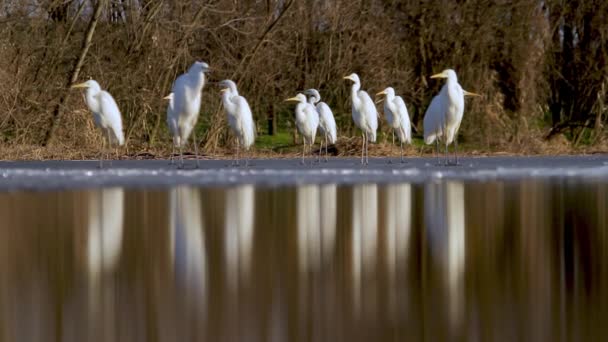 Grassi Bianchi Egretta Alba Riposare Sul Bordo Lago Paludoso Sotto — Video Stock