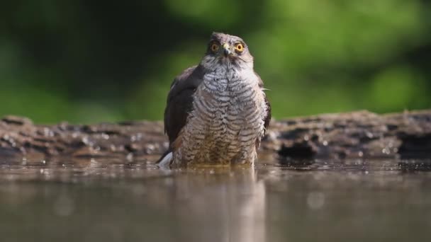 Eurasiatic Sparrowhawk Cipiter Nisus Baie Pădurea Vară Aproape — Videoclip de stoc