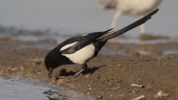 Eurasian Magpie Pica Pica Está Procura Comida Areia Preto Branco — Vídeo de Stock