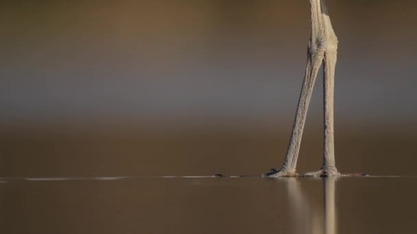 Grey Heron Ardea Cinerea Fishing Shallow Water Pond Lake Close — Stok Video