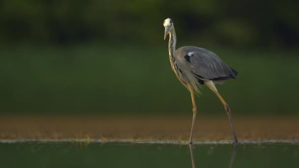 Gray Heron Ardea Cinerea Pozorování Rybaření Břehu Rybníka Close — Stock video