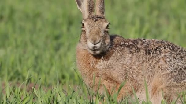 Brown Hare Lepus Europaeus Siedzi Łące Wiosna — Wideo stockowe