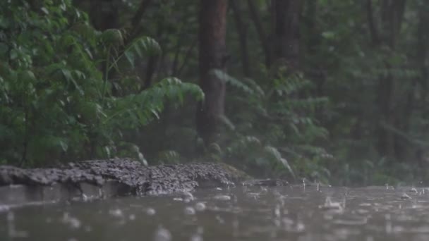 Pluie Abondante Sur Lac Dans Forêt Été — Video