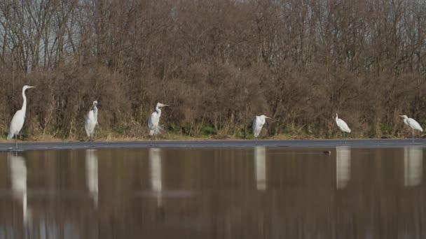 Egrets Brancos Egretta Alba Descansar Borda Uma Margem Lago — Vídeo de Stock