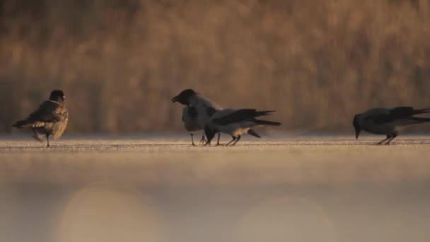 Κοράκια Κουκούτσια Corvus Cornix Τρέφονται Παγωμένη Λίμνη — Αρχείο Βίντεο
