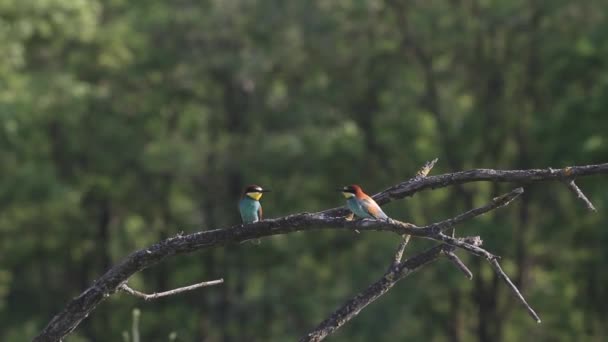 Europeisk Biätare Fågel Merops Apiaster Sitter Gren Grön Natur — Stockvideo