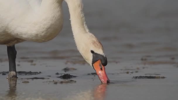 Mute Swan Cygnus Olor Foraging Food Water — Stock Video
