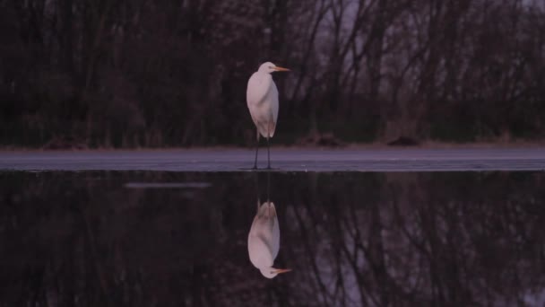 Great White Egret Egretta Alba — стокове відео