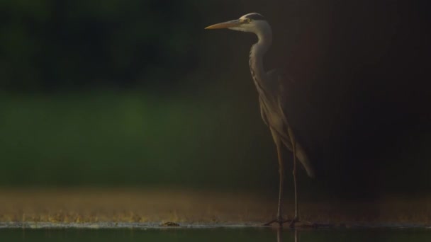 Uma Garça Cinza Ardea Cinerea Fica Margem Uma Lagoa Peixes — Vídeo de Stock