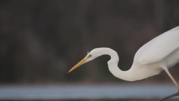 Bílá Egret Egretta Alba Rybaření Mělké Vodě Rybníka Jezera — Stock video