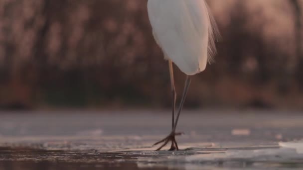 Bianco Egret Egretta Alba Attesa Volare Dal Bordo Del Lago — Video Stock