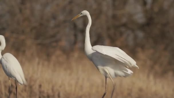 Egrets Bianchi Egretta Alba Aspettano Riposano Sul Bordo Del Lago — Video Stock