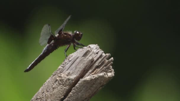 Uçan Yusufçuğun Yakın Plan Çekimi Doğadaki Tahta Dalda Dinleniyor Gerçek — Stok video