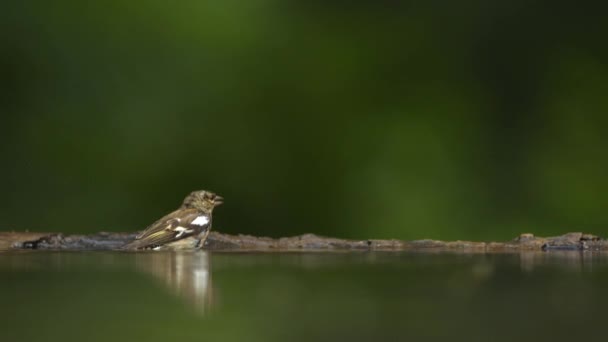 Gemeenschappelijke Chaffinch Fringilla Coelebs Flying Slow Motion — Stockvideo