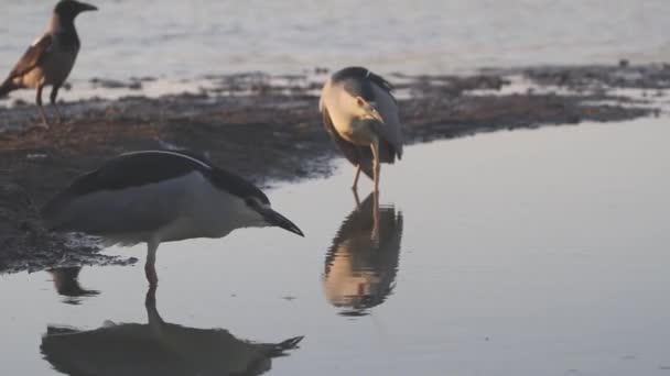 왕관의 Heron Nycticorax Nycticorax Fishing Shallow Water Pond Lake — 비디오