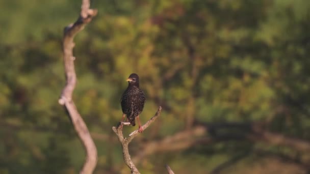 ツリーの枝に座って飛んで一般的な黒鳥Turdus Merula — ストック動画