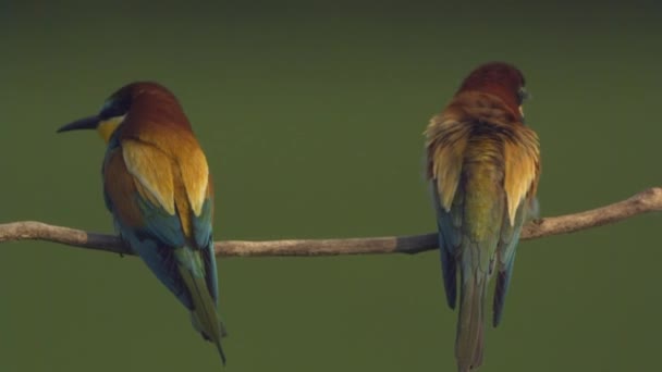 European Bee Eater Merops Apiaster Ένα Πρωινό Ξύπνημα Δύο Πουλιά — Αρχείο Βίντεο