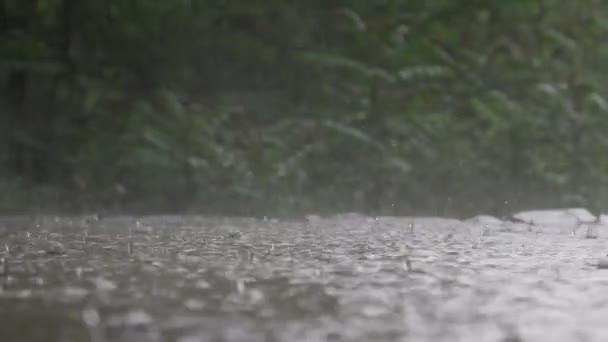 Zware Regenval Het Meer Het Zomerwoud — Stockvideo