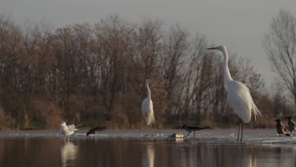 Białe Żale Egretta Alba Obserwuje Czeka Płytkiej Wodzie — Wideo stockowe