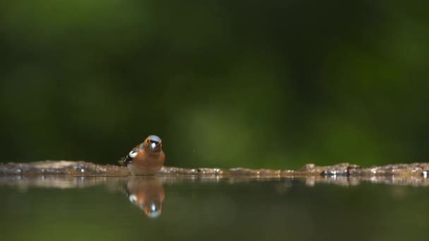 Pinson Commun Fringilla Coelebs Vol Ailes Battantes Près Lac Forestier — Video