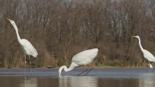 Branco Egret Egretta Pesca Alba Águas Rasas Lagoa Lago — Vídeo de Stock