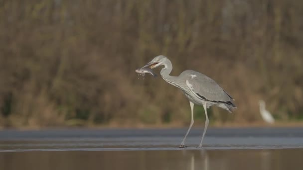 Czapla Szara Ardea Cinerea Połowy Płytkiej Wodzie Stawu Jeziora — Wideo stockowe