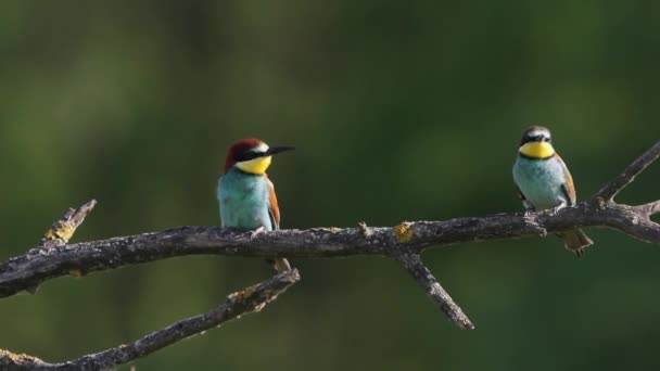 Europese Bijeneter Merops Apiaster Zittend Een Boomtak Zomerzon — Stockvideo