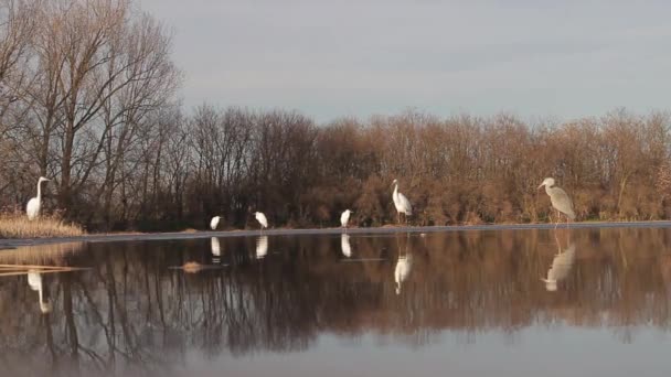 Silberreiher Egretta Alba Angeln Flachen Wasser Des Teiches Sees — Stockvideo
