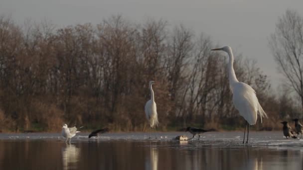 Fehér Egrets Egretta Alba Órák Várja Sekély Vízben — Stock videók