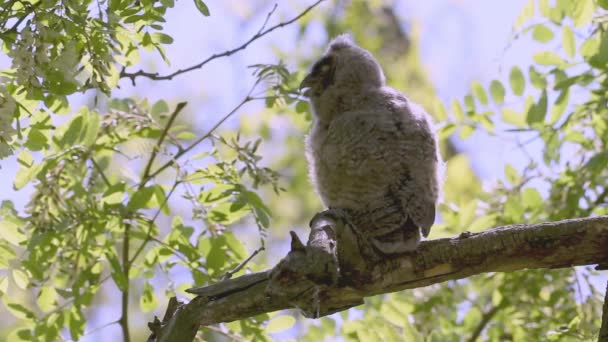 枝先に夏の森の中に長い耳のフクロウアジア蓮の赤ちゃん鳥 — ストック動画