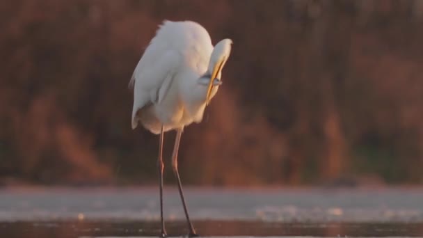 Witte Zilverreiger Egretta Alba Vissen Ondiep Water Van Vijver Meer — Stockvideo